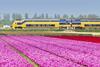 tn_nl-ns-train-tulips-abellio_01.jpg