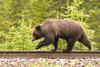 Grizzly bear near a railway.