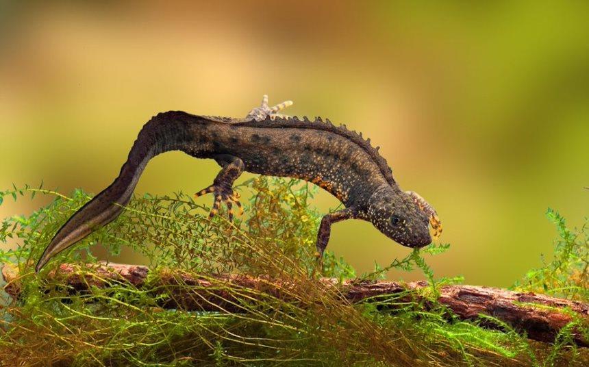 Eastern region gets newt licence | Rail Business UK | Railway Gazette ...