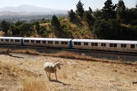 BART train with sheep