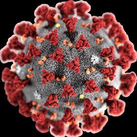 coronavirus