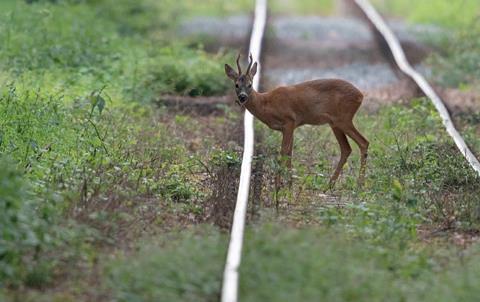 de-deer-track-vdv