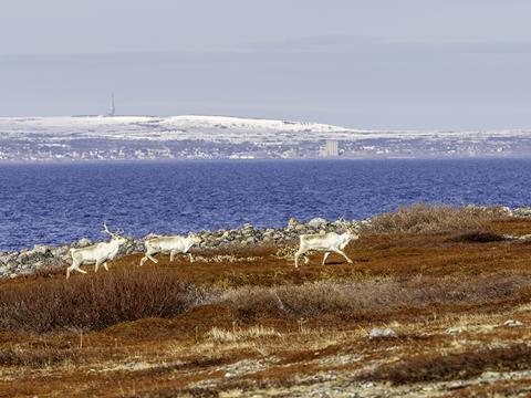 Satellite technology has been developed to try to reduce collisions between trains and reindeer.