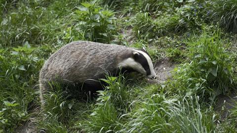 A badger (Photo: Pexels/Leo Sam)