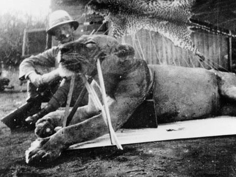 Lieutenant-Colonel John H Patterson and a dead lion (Photo: The Field Museum).