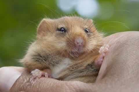 Hazel dormouse up close. Credit Clare Pengelly