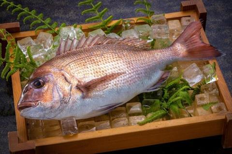 Fish (Photo JAL Cargo)